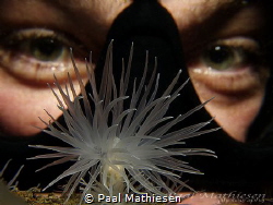sea ​​anemone and eyes by Paal Mathiesen 